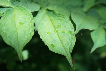 Drops on a leaf