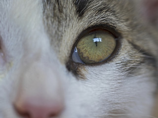 Katzenauge, Cat Eye