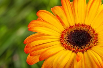 Yellow Gerbera Daisy