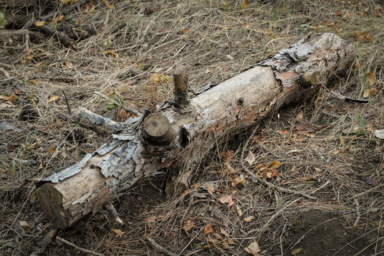 Piece of wood. Fauna destruction,