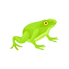 Flat vector icon of cute frog with bright green skin. Small amphibian with yellow eye, squat body and long hind legs