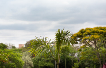 Fototapeta na wymiar palmeira