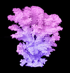 coral isolated on black background