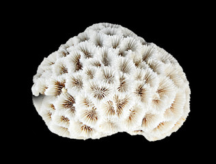 coral isolated on black background