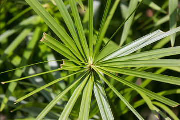  Green Small Leaf of Papyrus tree.