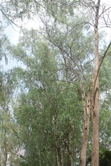Fototapeta premium tall tree tropical nature forest