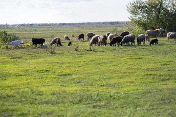 Sheep on the field