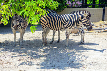 zoo zebras