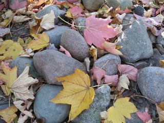 background of stones and maple leaves in autumn