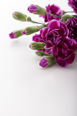 カーネーション