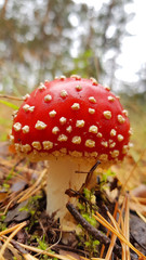 the mushroom amanita muscaria in forest