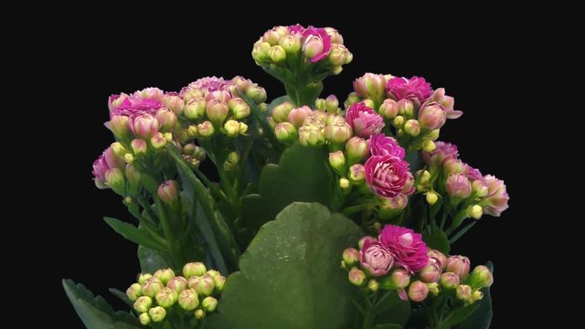 Time-lapse of opening pink kalanchoe flower 1d1 in PNG+ format with ALPHA transparency channel isolated on black background
