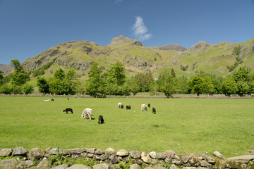 Fototapeta premium Sheep grazing in Great Langdale, Lake District