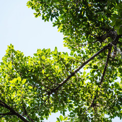 Fototapeta premium Beautiful green leaves and bright sun. Green leaves with sunlight. 