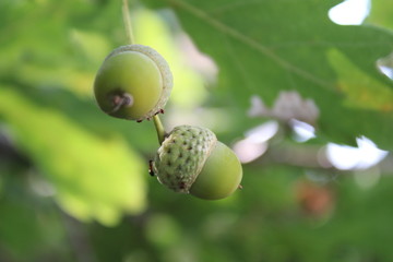acorn on the tree