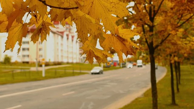 autumn timelapse of mapple trees and leaves near town road, fall in the city in october