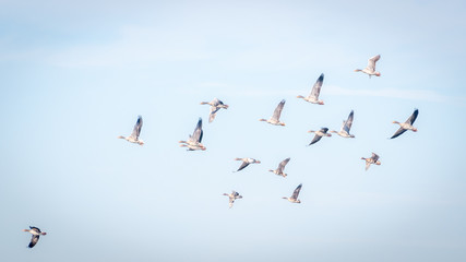 Gooses flying with a blue sky