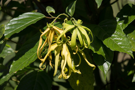 yellow desmos chinensis flower