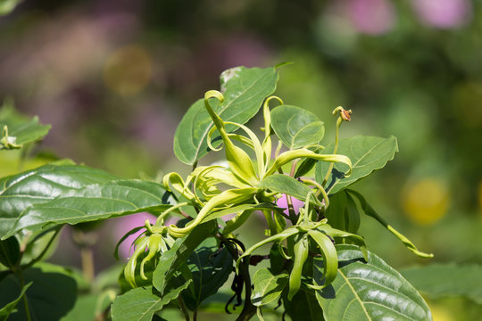 yellow desmos chinensis flower