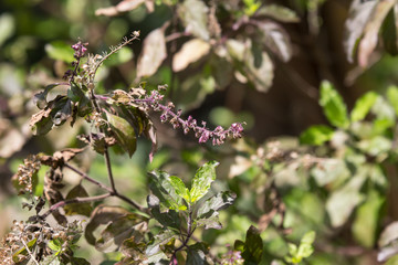  leaf and flower of  holy basil thailand herb