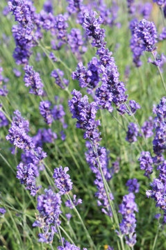 English lavender or lavandula angustifolia melissa lilac purple flowers vertical