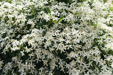 Clematis terniflora maxim early snow plant with many little white flowers
