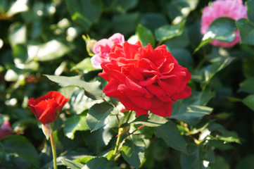 Red rose in garden