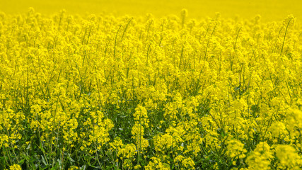 Yellow field with rapseed,