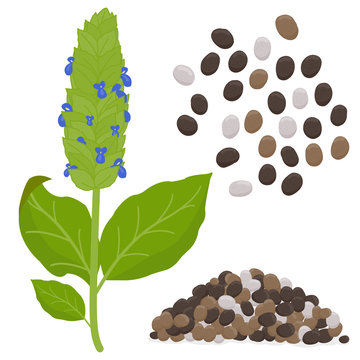 Chia plant and seeds. Vector illustration