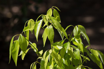 Young Leaf of Cinnamomum camphora tree
