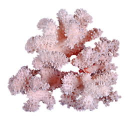 coral isolated on white background © Dmitry