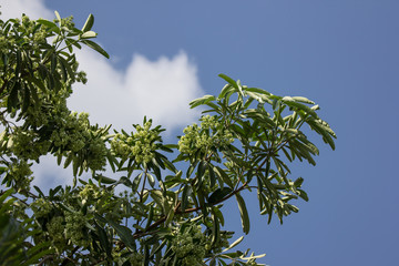 Green Flower of Blackboard Tree
