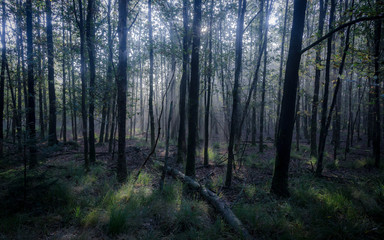 Obraz premium Grey forest in the morning, light trough the trees