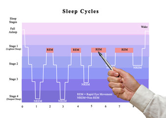 Cycles of sleep