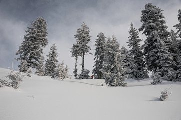 Fototapeta premium Two snowboarders standing on the hill in the mountain resort between high trees