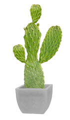 cactus isolated on white background