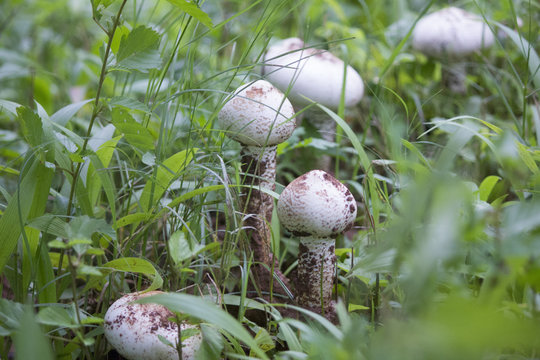 Termitomyces mushrooms growing in African forest