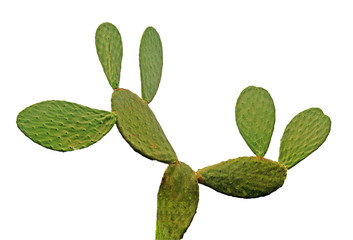 cactus isolated on white background