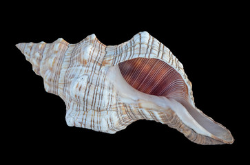 Close up of white seashell
