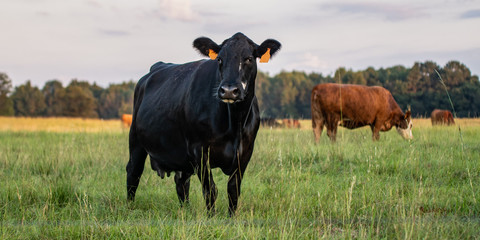 Banner - Angus crossbred cow with herd
