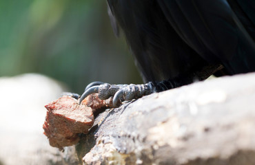 Closeup of a raven's claw