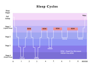 Cycles of sleep - obrazy, fototapety, plakaty