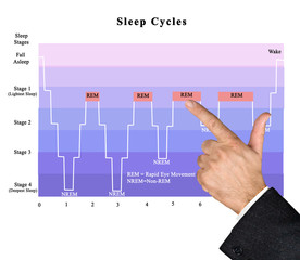 Cycles of sleep