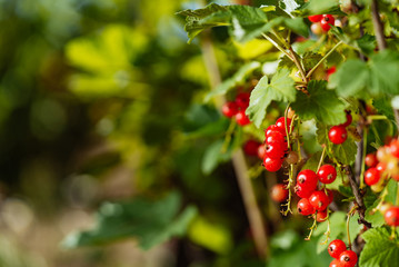 Obraz premium bush of red currant grows in the garden in the summer on a green background. Close-up
