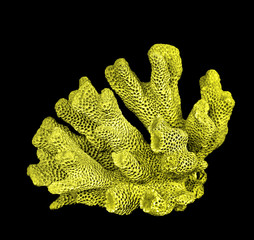 coral isolated on black background © Dmitry