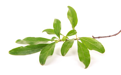 branch of pomegranate