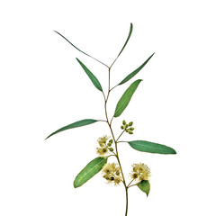 close up of eucalyptus flower