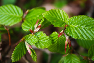 Wild nature, young hornbeam leaves, not fully revealed