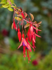 Cluster of pendant pink / red fuchsia flowers