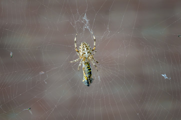 Spider catches a wasp
